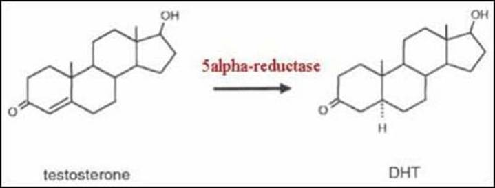 questmoosa's tweet image. Does Fenugreek increase testosterone?

First off, yes, fenugreek can help increase testosterone levels. But here’s the catch - it does this by blocking an enzyme called 5-alpha reductase, which converts testosterone into DHT (dihydrotestosterone). #TestosteroneBoost

DHT is