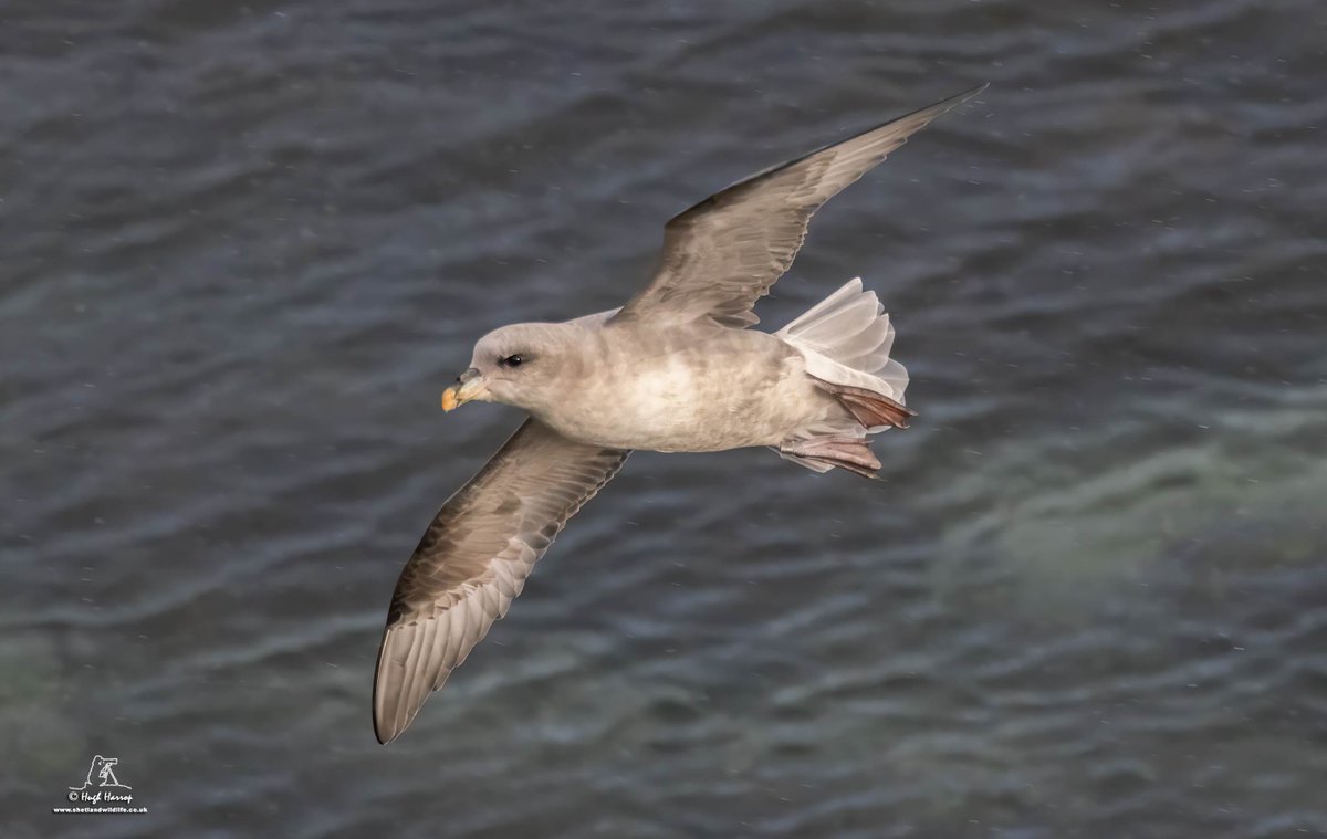 A stunning 'Blue' Fulmar wheeling around the cliffs at Scousburgh, Shetland today.