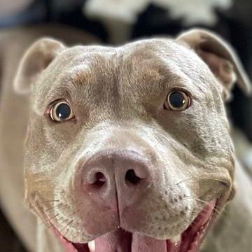 Your content exchange is a true blessing for curious minds. Thank you! I'm left with a sense of gratitude after reading this article. Mildred Furgeson