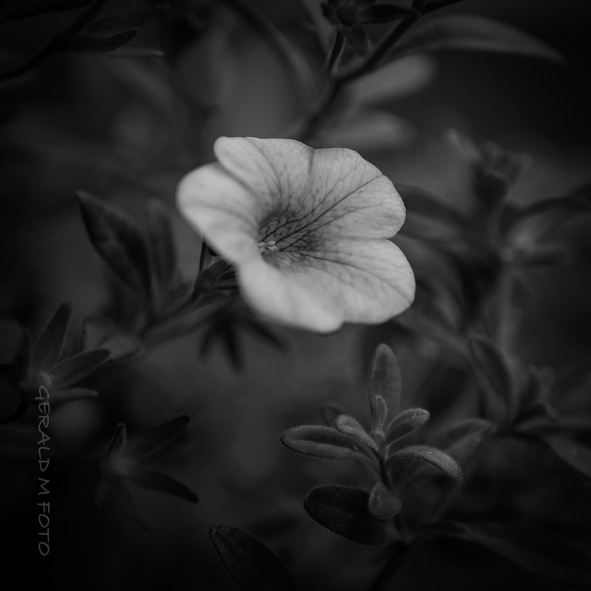 Gerald M Foto tweet media