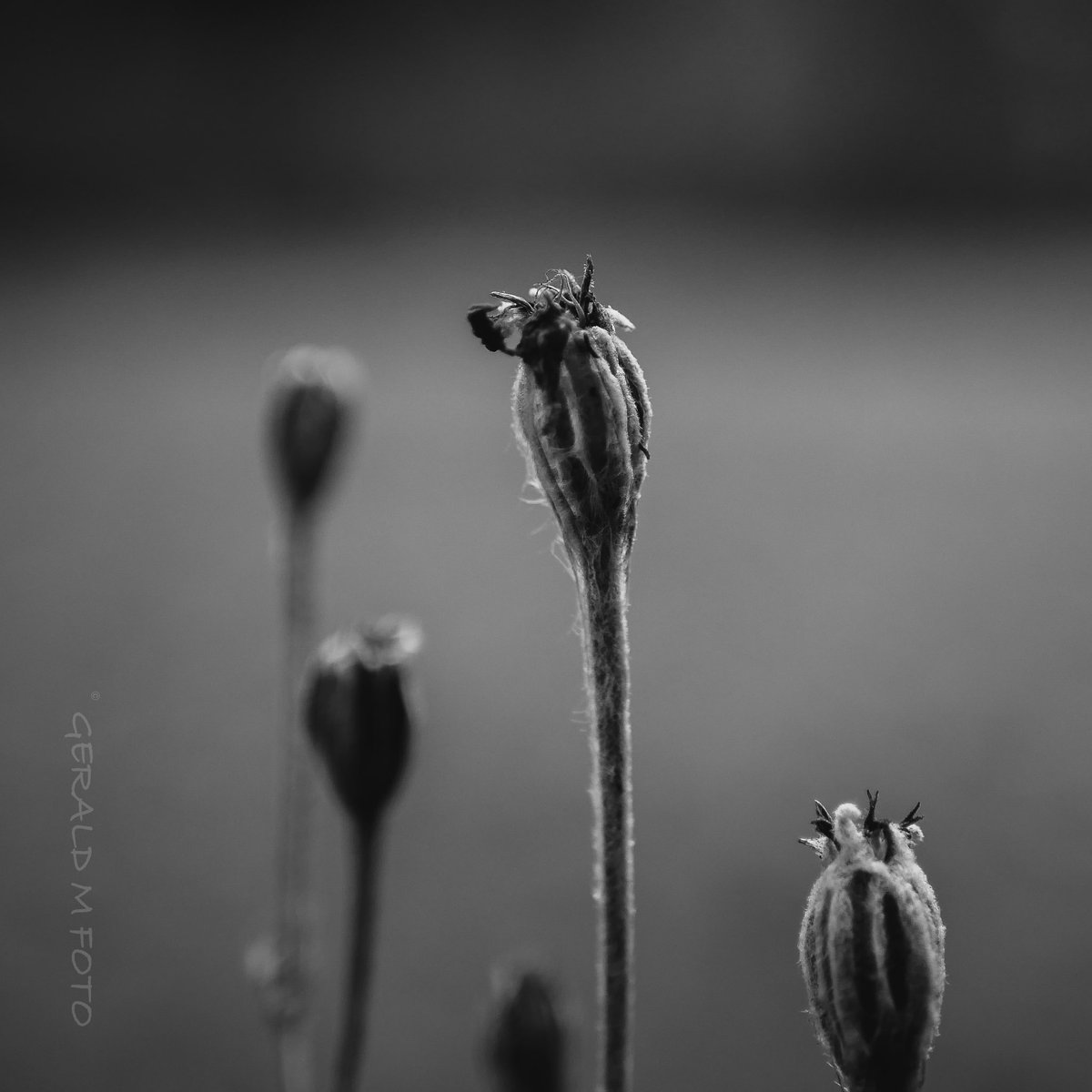 Gerald M Foto tweet media