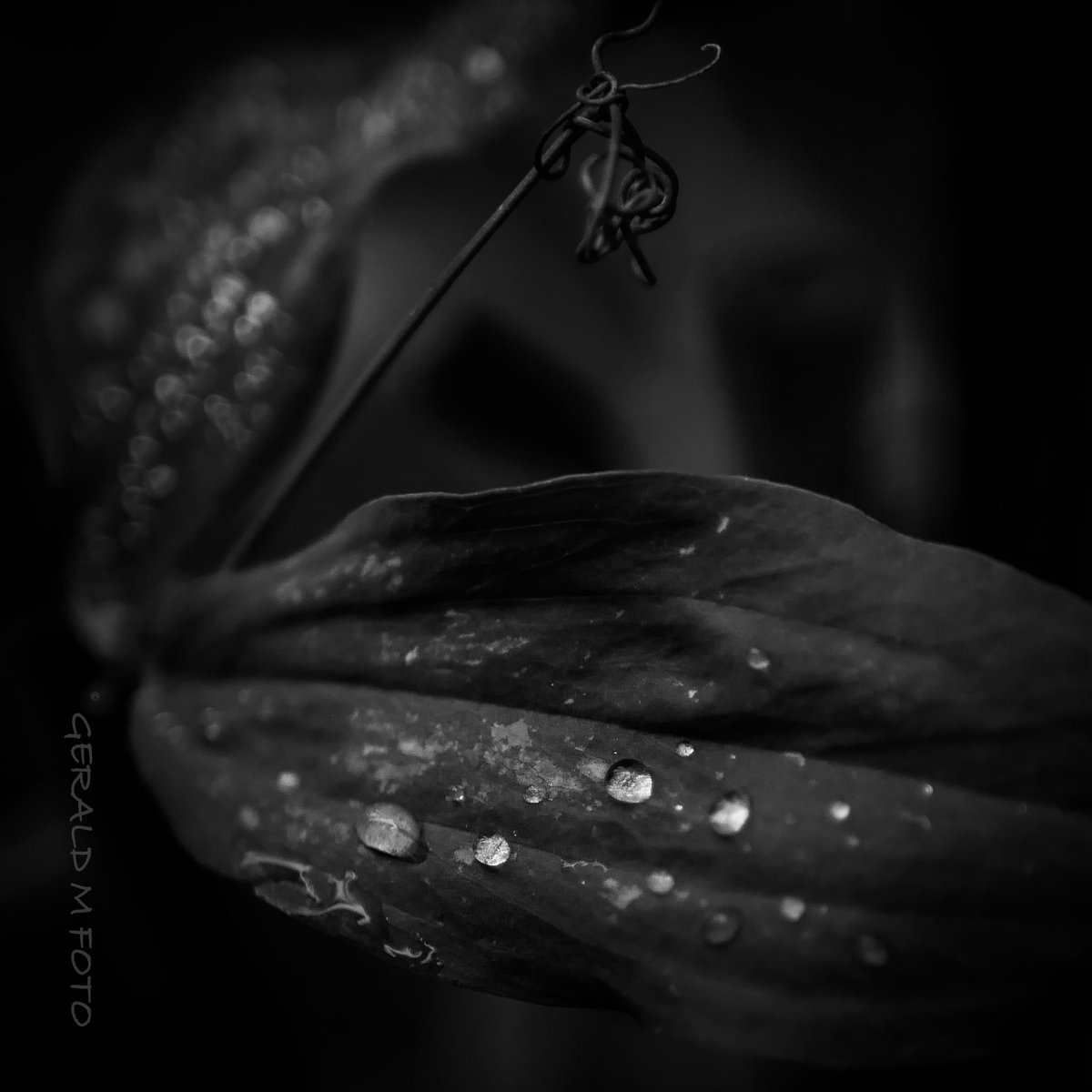 Gerald M Foto tweet media