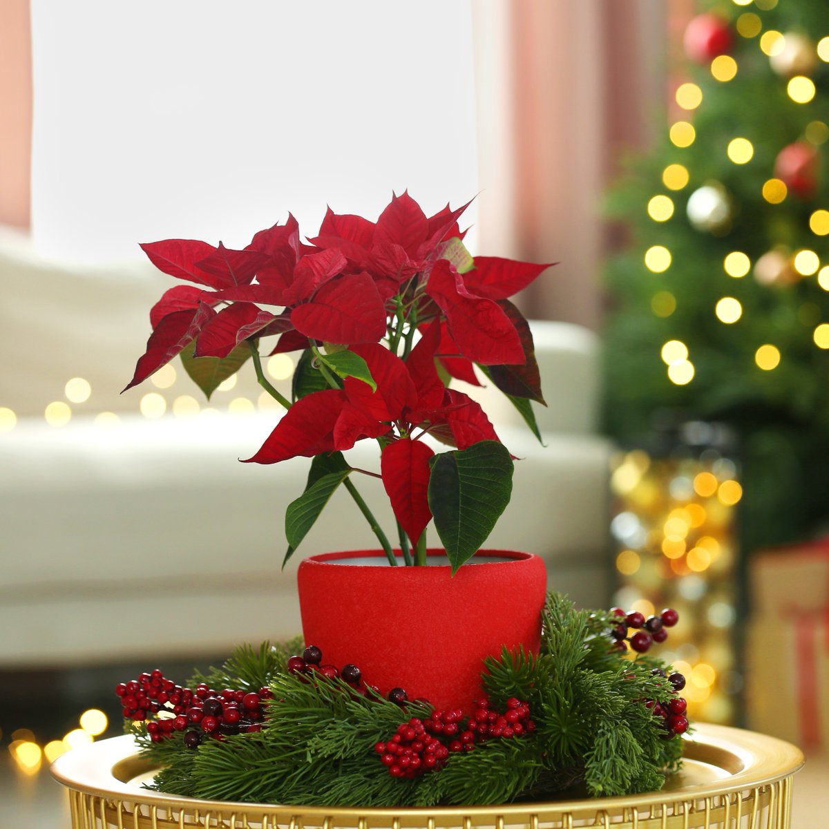 GoHealthyPaws's tweet photo. Festive as these seasonal beauties may be, they have a bad rap with pet parents as highly toxic. However, poinsettias are not poisonous to cats, dogs, or children. Read on to learn more about this myth-buster: 
https://t.co/babU0pG3lT

#PetSafeHolidays #PetParentTips #HolidayPlants #CatsAndDogsSafety #PetFriendlyHolidays #HolidayPetCare #HealthyPets #HealthyPawsPetInsurance  #PetInsurance #CatInsurance #DogInsurance #InsuranceForCats #InsuranceForDogs