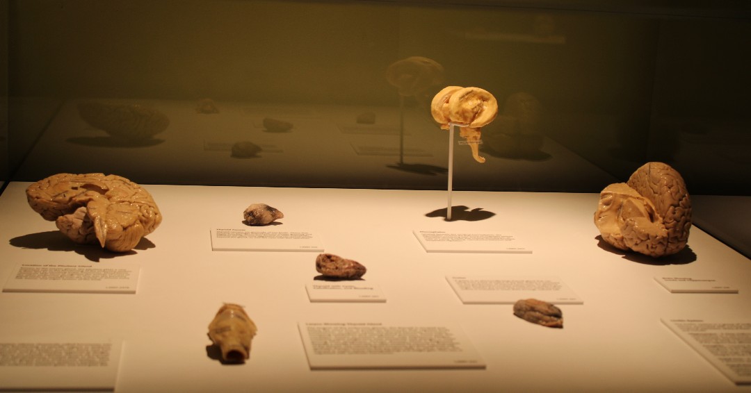 #DYK that that brain has neuroplasticity? 🧠 

That means it can rewire itself, even as you age. Learning something new keeps your brain sharp! 🎶🖌️ Learn more–at BODIES…The Exhibition, only at Luxor in Las Vegas. 

#BrainFacts #NeverStopLearning