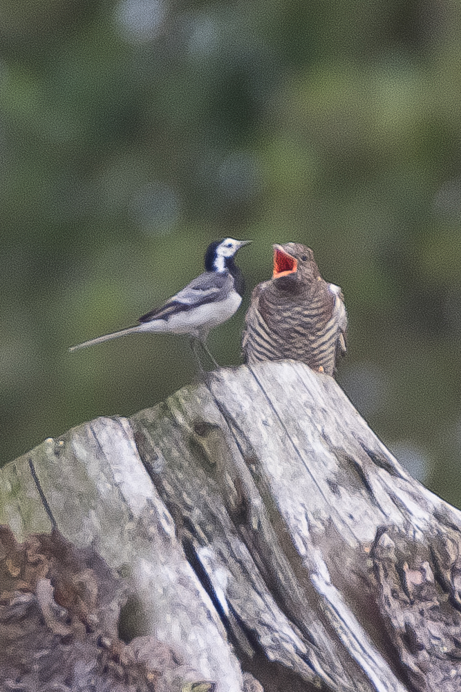 Tijdens het #schapenhoeden op het #Dwingelderveld, eind juli, zat ik een tijdje naar dit #Koekoeksjong te kijken, toen ineens een van de #pleegouders verscheen...met de snavel vol #insecten verdween de #WitteKwikstaart bijna geheel ín de koekoek..
@Natuurmonument <a href="/vogelnieuws/">Vogelbescherming NL</a>
