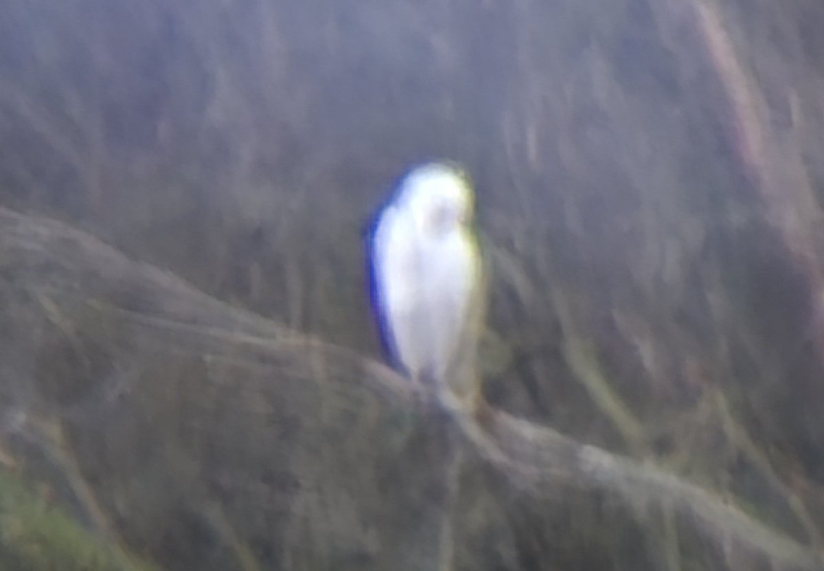 SuttonBingham's tweet photo. Cattle Egret at SBR this evening was a new tick for the patch year list. Also three Gadwall and c.50 Wigeon. https://t.co/bQ8lO4EWsu