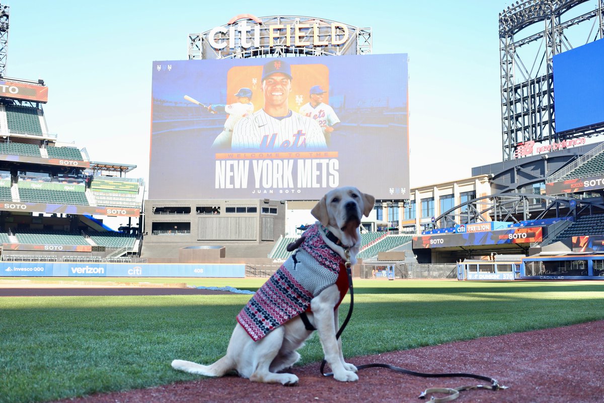 MetsVetDog's tweet photo. You see? Holiday wishes DO come true⦠#LGM #12DaysofBuddy https://t.co/Cd7OYMgevq