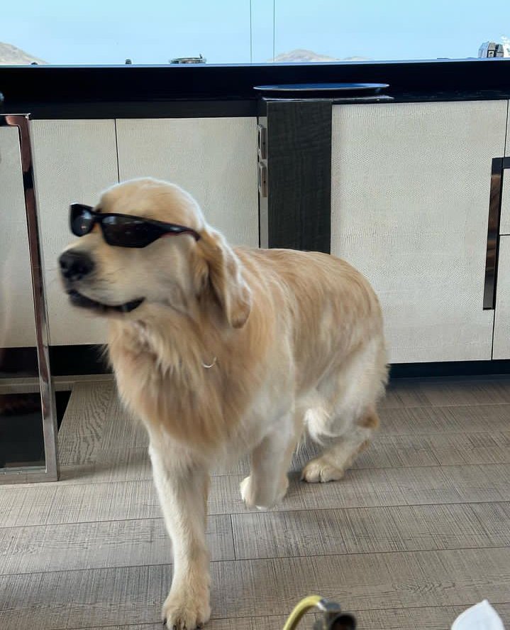 RSwegu46473's tweet photo. Cruising around 🐶😝🙄 https://t.co/e8Bp3gJKlK