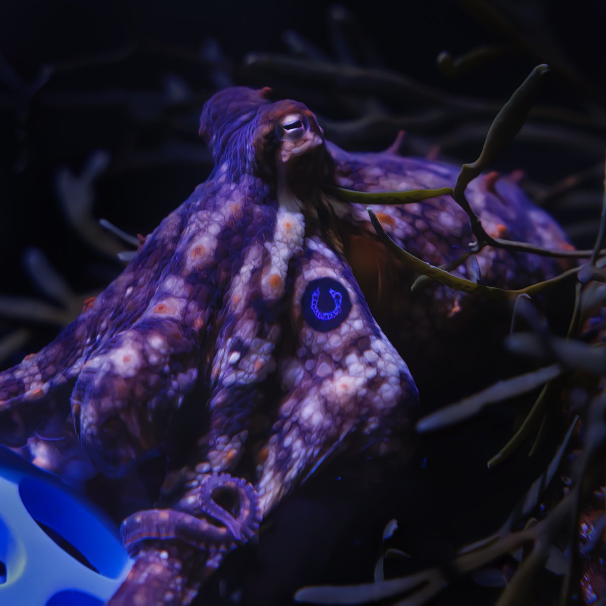 Aquarium of the Pacific tweet media