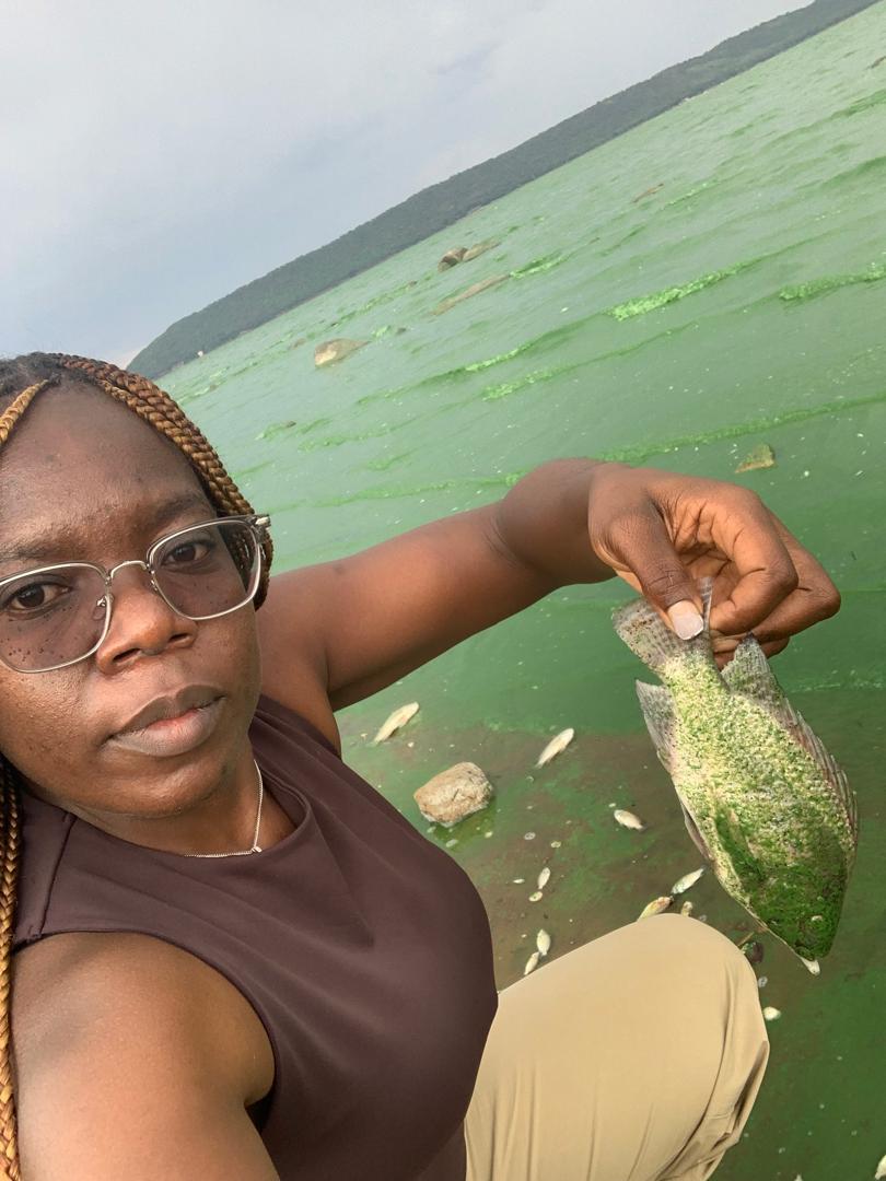 Information for Development Trust (@informa34567899) on Twitter photo Aquatic massacre!
Thousands of fish are dying on Lake Chivero due to poisoning by cyanobacteria hosted by raw sewage that the <a href="/cityofharare/">Love My City</a> is discharging into the lake.
Investigative journalist <a href="/MaryTaruvinga/">Mary Taruvinga</a> holds one of the dead fish. The entire lake is reported to be Aquatic massacre!
Thousands of fish are dying on Lake Chivero due to poisoning by cyanobacteria hosted by raw sewage that the <a href="/cityofharare/">Love My City</a> is discharging into the lake.
Investigative journalist <a href="/MaryTaruvinga/">Mary Taruvinga</a> holds one of the dead fish. The entire lake is reported to be