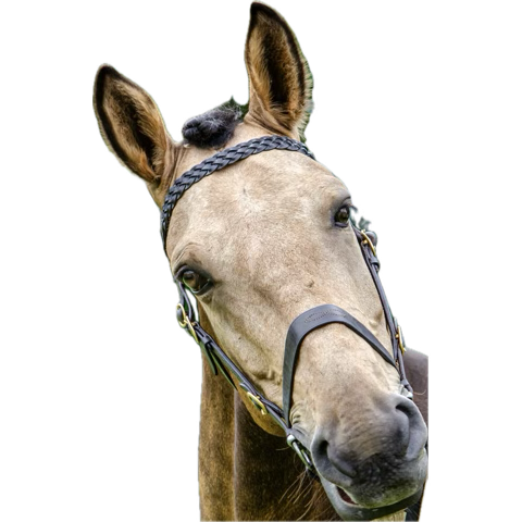 jessrobins91's tweet photo. @DefenceHQ @48FighterWing @RoyalAirForce  please can you send me a link to know when the large #military aircraft/helicopters are low training around #thurlow #littlebradley #cowlinge in Suffolk! the eye / head isn’t bad for a person that doesn’t bruise! Horse is ok I think! https://t.co/6EDcosMNx2