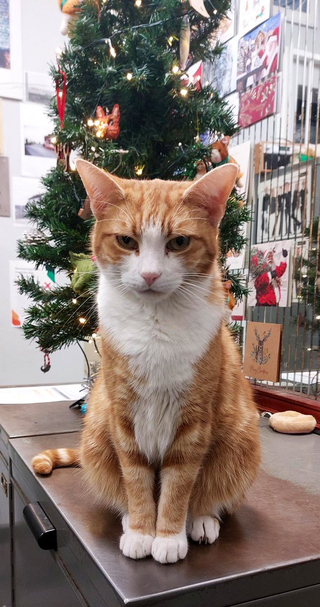 Sending you all a HUG this Christmas as it's the perfect Christmas gift for you ALL -  it's free, one size fits all, and it can be easily returned (x)

#cats #cats #Cat #CatsOnTwitter #CatsOfTwitter