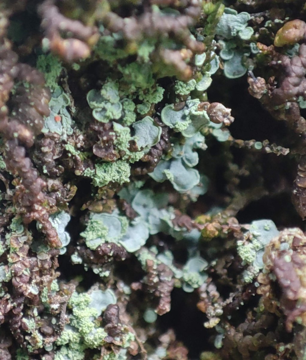 BrioLi_PPCC tweet media