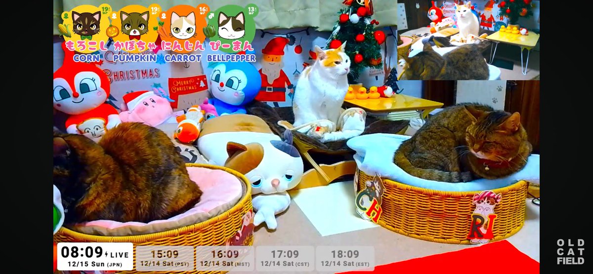 Old Catfield tweet media