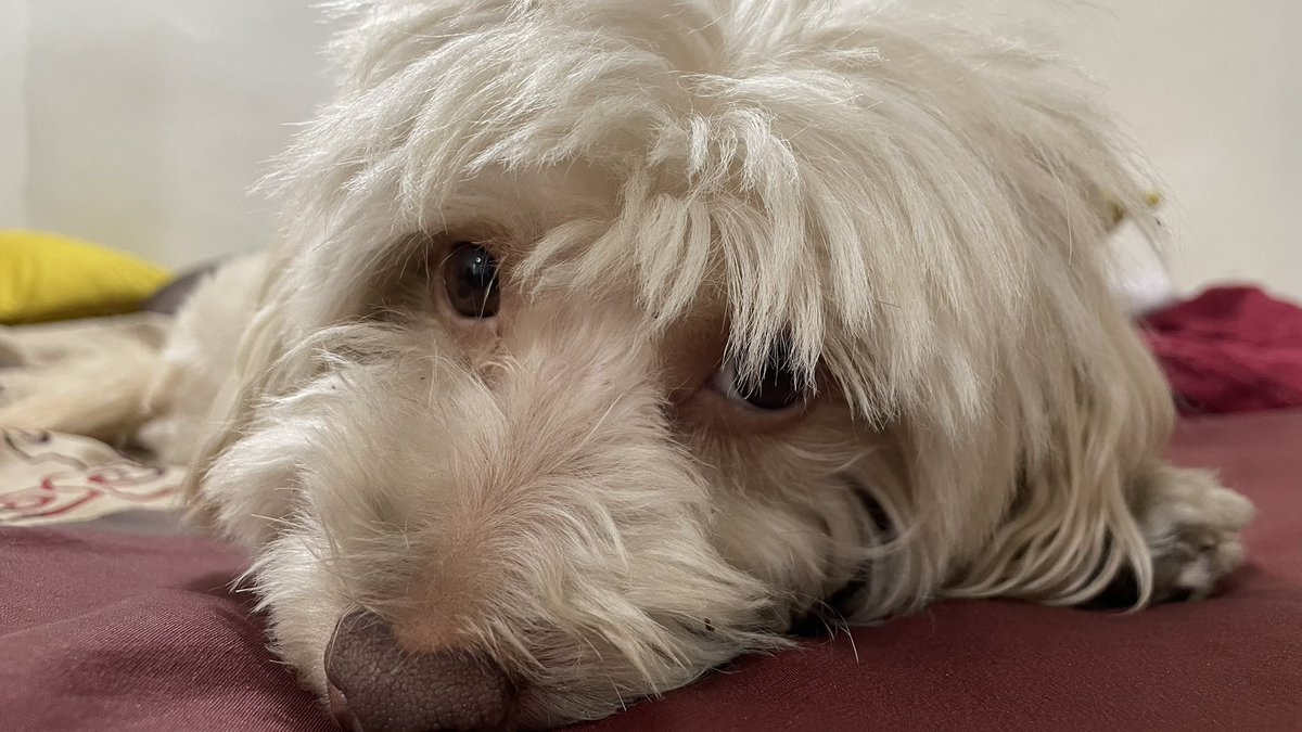 Xlander7 🐺 tweet media