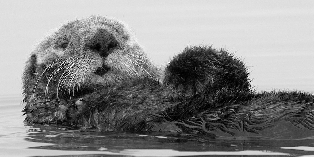 Sea otters are an iconic species that has been absent from Oregon’s waters for more than 100 years. The “Sea Otters in Oregon” special section of the Fall 2023 issue of Oregon Historical Quarterly explores their special role. Read it free online:

ow.ly/9KSH50UrbnB
