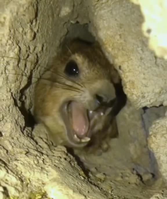 The $AWAWA is #1 On <a href="/phantom/">Phantom</a> and top 3 on dexscreener and your still fading it!?

CA: EXkLo2gj414TcicTum7ZseGTfaVFbJrQZntvTK8Tpump