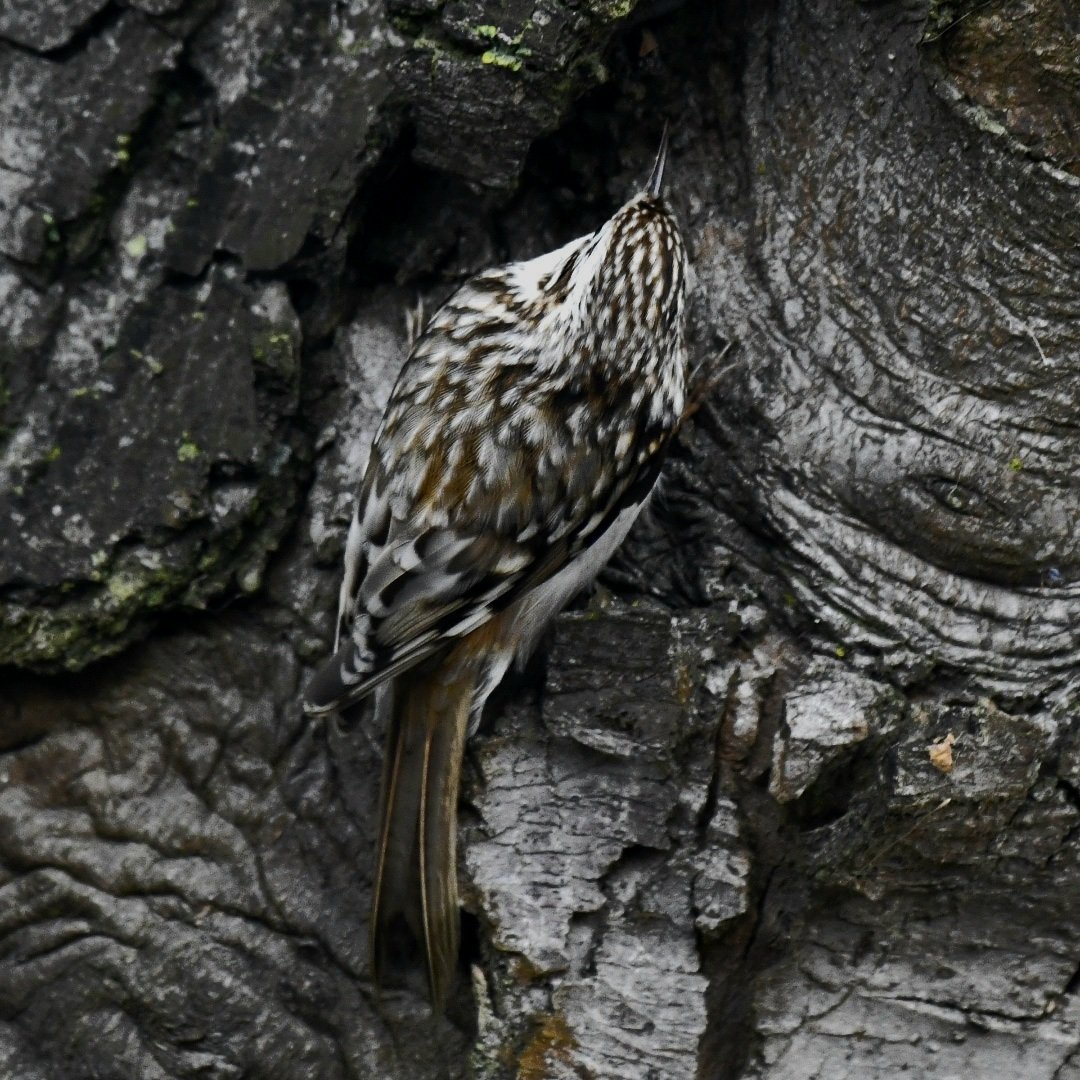 Edinburgh NATURE tweet media