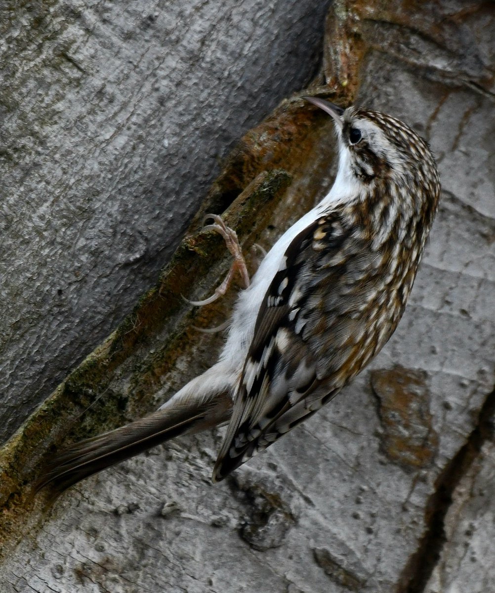 Edinburgh NATURE tweet media