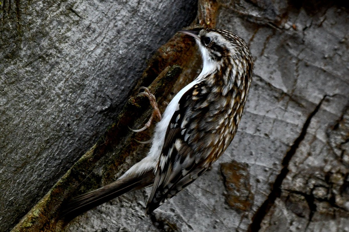 Edinburgh NATURE tweet media