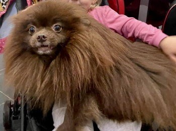 millypod1's tweet photo. 🆘13 DEC 2024 #Lost CADBURY #ScanMe
OLDER Chocolate Pomeranian Male

Thatto Heath #StHelens #Merseyside #WA9
Cadbury is very friendly but frightened of strangers so will run away.

https://t.co/0QuMA6jqVg https://t.co/d0qcX08q61