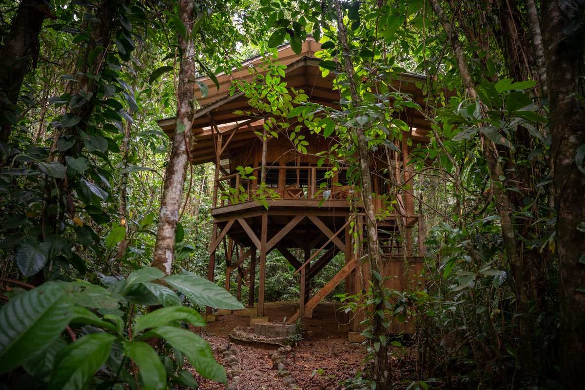 OffGridDestin's tweet photo. 🌿 For Sale: Perezosa Jungle House 🌿

Escape to Costa Rica's rainforest! 🏡 2-story cabina w/360° jungle views, 🍳 kitchenette, &amp; 🦜 wildlife galore. $90K. 🌱 Off-grid living at its finest!

🔗 Learn more: https://t.co/6aUv6HXpeY

#OffGridLiving #CostaRica #JungleRetreat https://t.co/wRnVAwHJOm