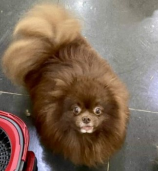 millypod1's tweet photo. 🆘13 DEC 2024 #Lost CADBURY #ScanMe
OLDER Chocolate Pomeranian Male

Thatto Heath #StHelens #Merseyside #WA9
Cadbury is very friendly but frightened of strangers so will run away.

https://t.co/0QuMA6jqVg https://t.co/d0qcX08q61