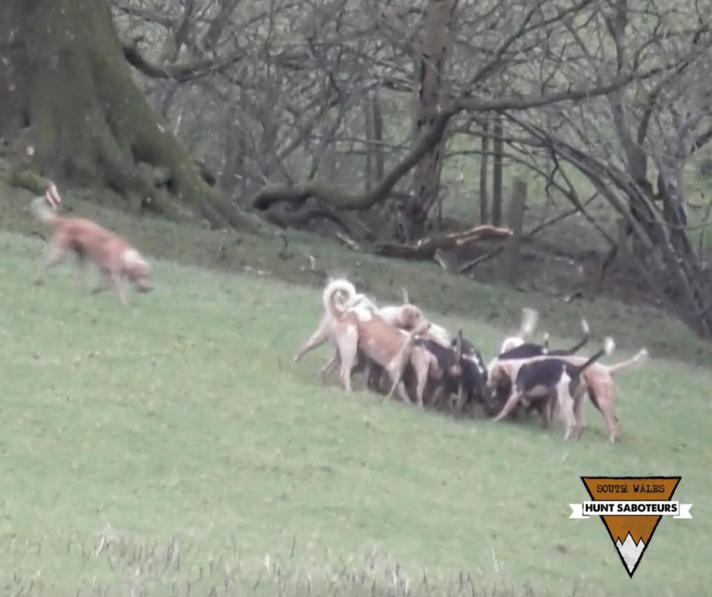 Sennybridge Farmers Hunt 14.12.24
**At 3.20pm the Sennybridge killed a fox**

In a field next to Tyleglas Farm the hounds caught and killed a female fox.  Foot sabs entered the field but were too far away to stop the kill...
Full report here:
facebook.com/share/p/12DDV2…