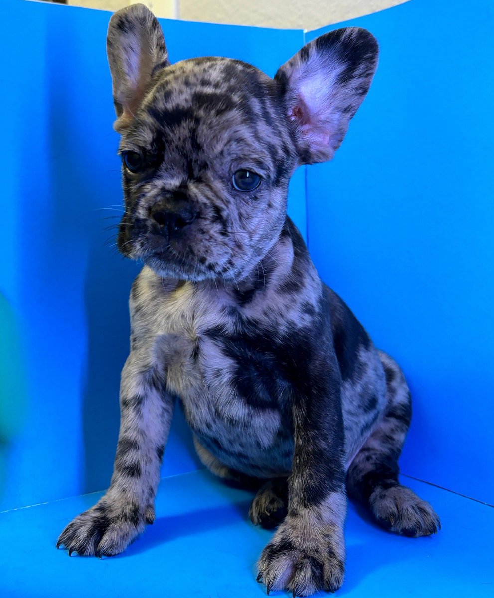 jayhuss41's tweet photo. IG: @Kornerboyzkennels 🌟 https://t.co/ygGMYu3d9d