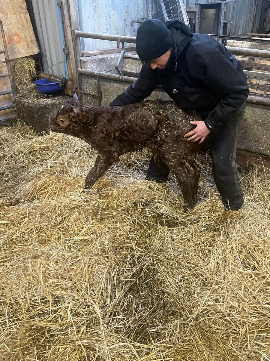 John MacInnes (@macinnes_john) on Twitter photo Touch and go for this boy earlier, but he is up and suckled👍 #calving24 #belongtoiona #NoFarmersNoFood <a href="/joannemacinnes/">Joanne MacInnes</a> #livingthedream 🤔😬🤦♂️😂 Touch and go for this boy earlier, but he is up and suckled👍 #calving24 #belongtoiona #NoFarmersNoFood <a href="/joannemacinnes/">Joanne MacInnes</a> #livingthedream 🤔😬🤦♂️😂