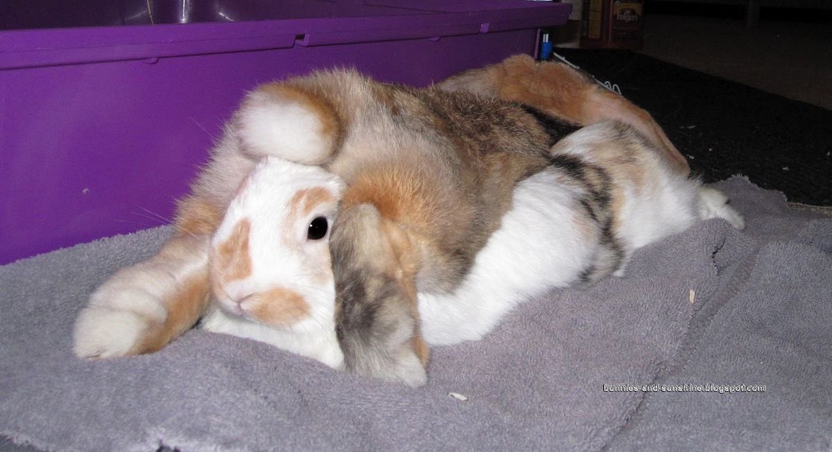 Bunnies (@bunnies) on Twitter photo 