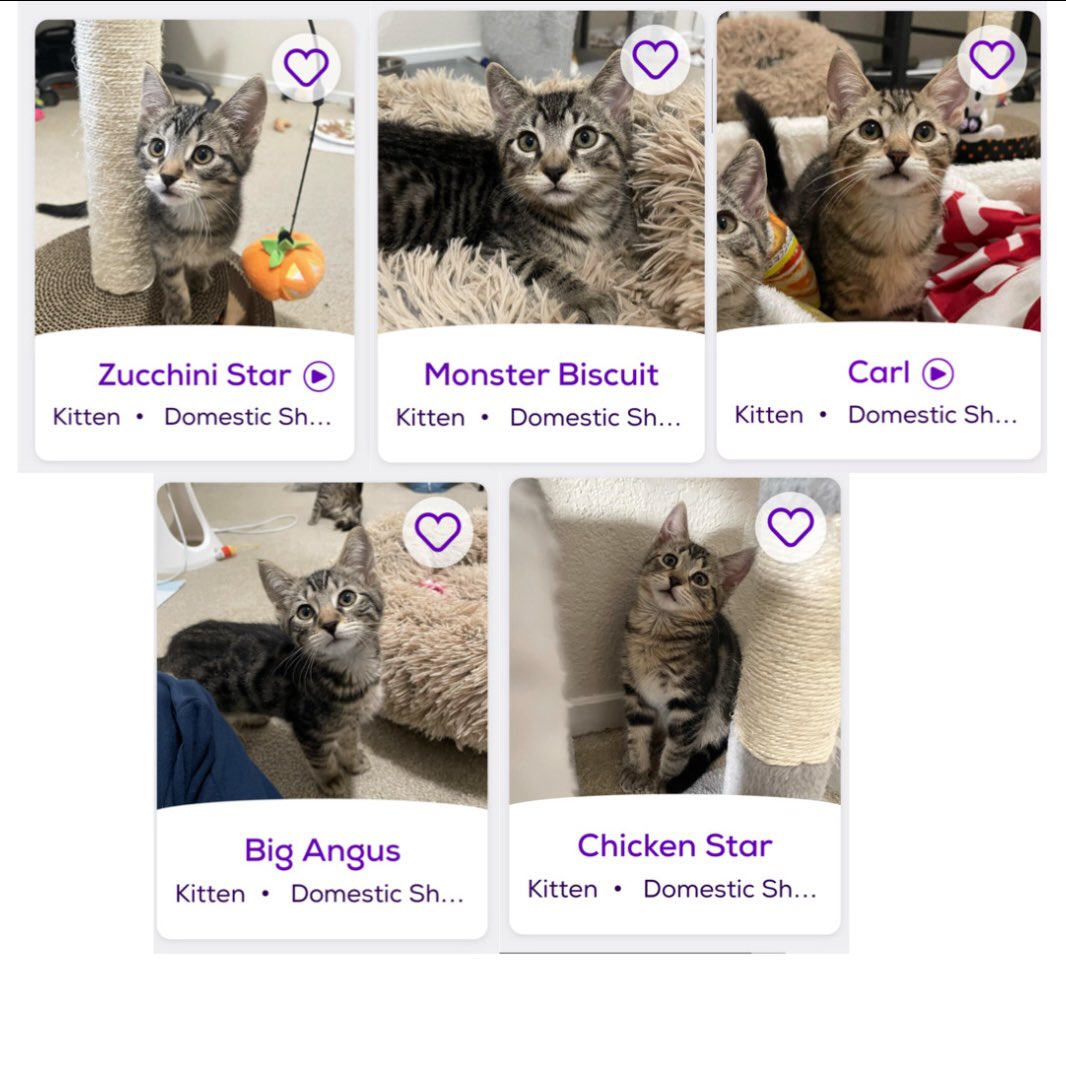Check out all the new faces on <a href="/petfinder/">Petfinder</a> of adoptable kitties 

All up for adoption through
Friends of Bear Cat Rescue <a href="/feederofcats/">Friends of Bear Cat Rescue</a> 

📍SF Bay Area