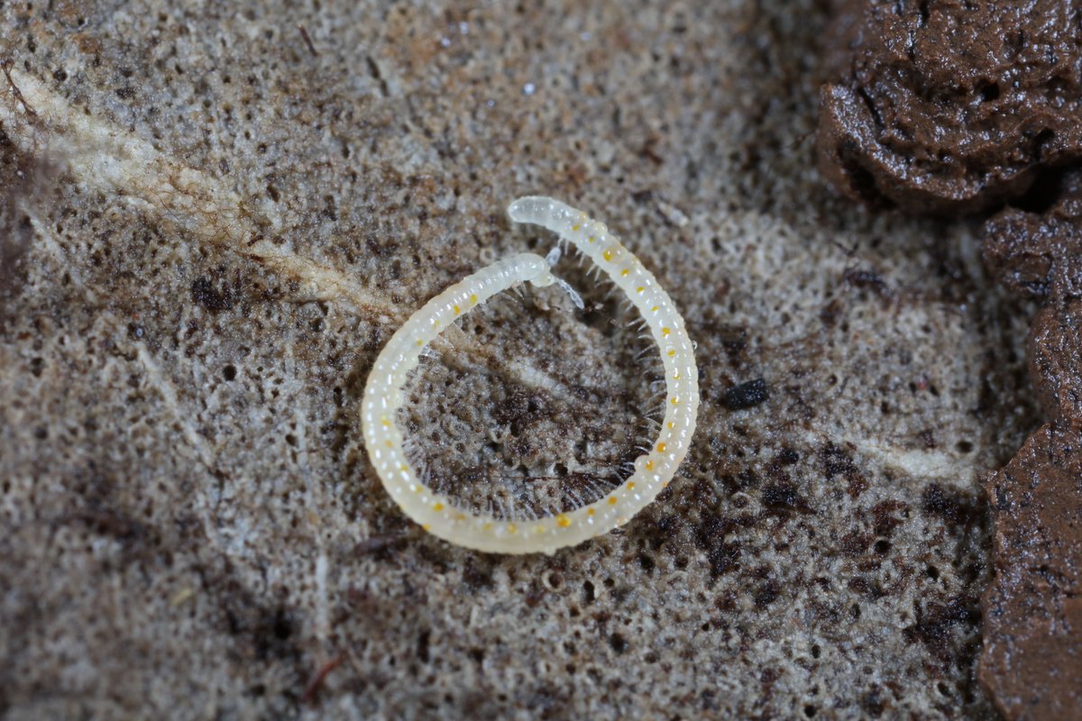 Two beautiful blind millipede species: the red-spotted Blaniulus guttulatus and the orange-spotted Boreoiulus tenuis. Leigh Woods, Somerset.