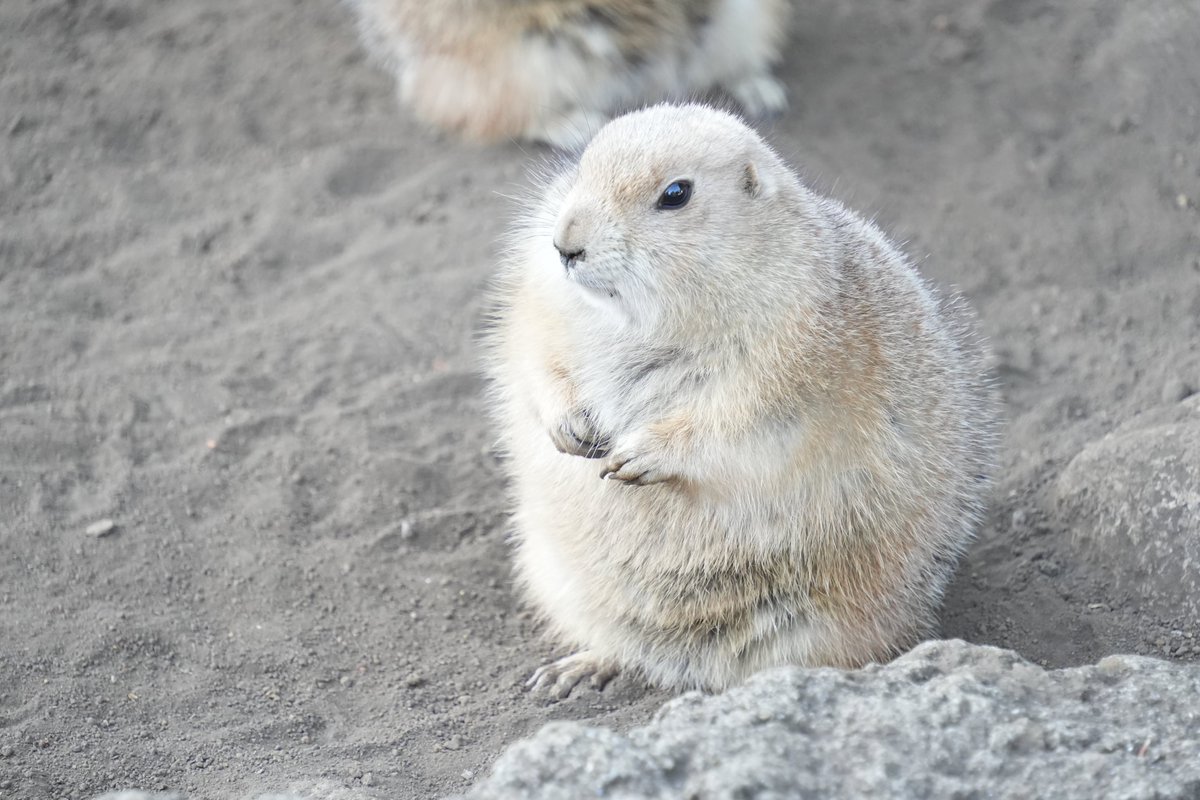 ParadiseProject's tweet image. 2024.12.14
江戸川区自然動物園

可愛い動物さんたちをご覧あれ

#写真好きな人と繋がりたい
#写真撮っている人と繋がりたい
#カメラ好きな人と繋がりたい