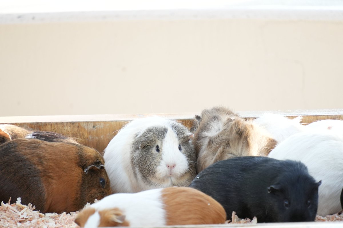 ParadiseProject's tweet image. 2024.12.14
江戸川区自然動物園

可愛い動物さんたちをご覧あれ

#写真好きな人と繋がりたい
#写真撮っている人と繋がりたい
#カメラ好きな人と繋がりたい