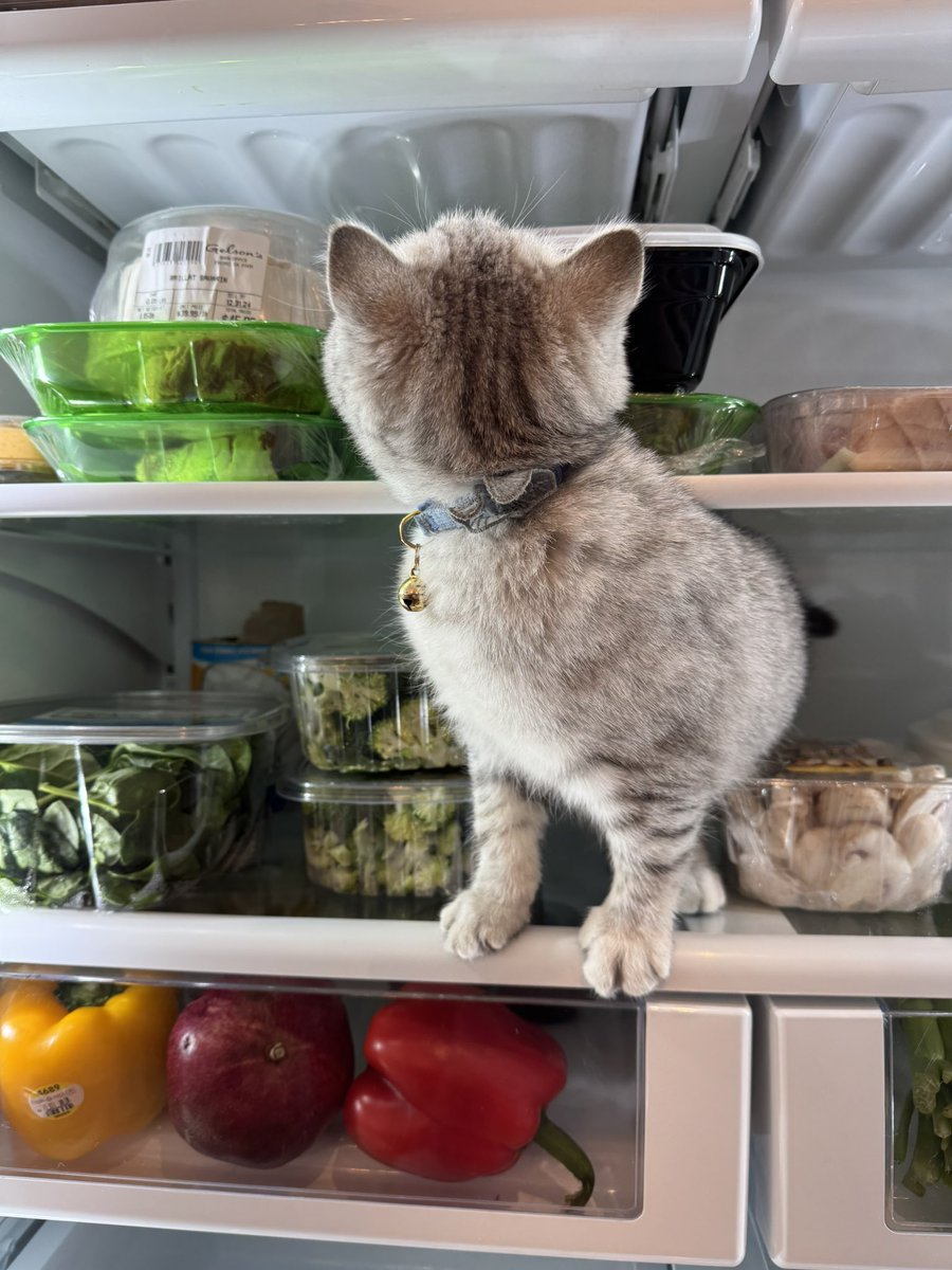 SuttonStracke (@suttonbstracke) on Twitter photo happy caturday kittens! #Caturday happy caturday kittens! #Caturday