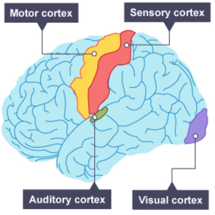 NeoEirA's tweet image. Once inserted, the electrodes detect neural signals and translate them into digital commands, transmitted via Bluetooth to external devices. Thinking about moving a cursor triggers corresponding neurons in the motor cortex, enabling precise cursor movement on a screen. #3Why Now