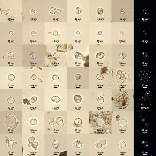 ArchaeometryJnl's tweet image. Microbotanical analysis in artifacts of the CABUZA phase (900–1200 ce), Azapa Valley, northern Chile: Vessels &amp;amp; rites of “eating and drinking with the dead” in post-Tiwanaku times
buff.ly/3KqOw5v 
#ArchaeometryDec2024
#AgriculturalPlants #FuneraryPractices #TiwanakuState