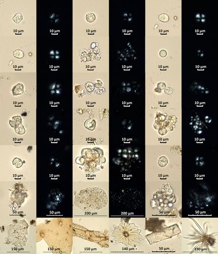 ArchaeometryJnl's tweet image. Microbotanical analysis in artifacts of the CABUZA phase (900–1200 ce), Azapa Valley, northern Chile: Vessels &amp;amp; rites of “eating and drinking with the dead” in post-Tiwanaku times
buff.ly/3KqOw5v 
#ArchaeometryDec2024
#AgriculturalPlants #FuneraryPractices #TiwanakuState