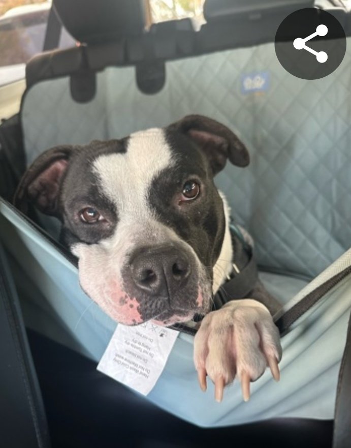 anja_brckner3's tweet image. Are you looking for the perfect #codriver ❓🚘
#Key is ready to take that #place 🩵
Please #foster or #adopt 🙏🏻