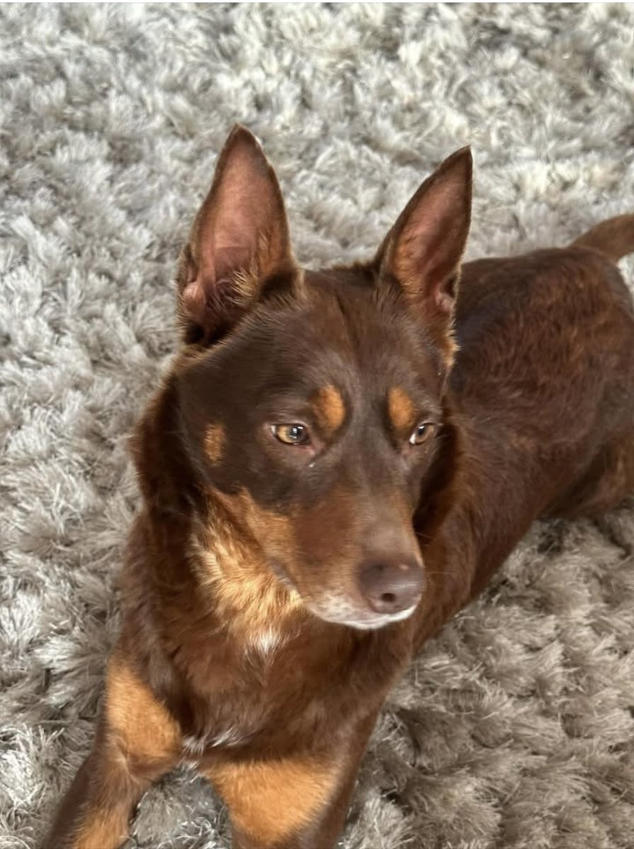 #Missing in #Powys area! #WALES Our brown #kelpie escaped a farm in #Knighton yesterday morning and hasn’t been seen since. If you have any info please get in touch. She’s michrochipped but doesn’t wear a collar and is super friendly.