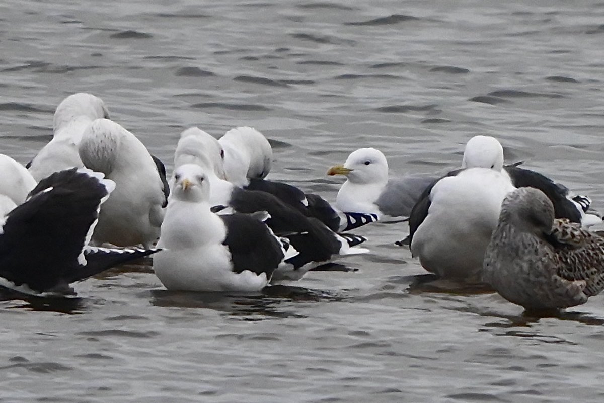 RSPB Dungeness in this morning’s gloom, due to sickness for a couple of weeks, I finally caught up with the Great Northern Diver &amp; Long-tailed Duck on New Diggings, plus 2 Caspian Gulls amongst the GBB’s on Burrowes.