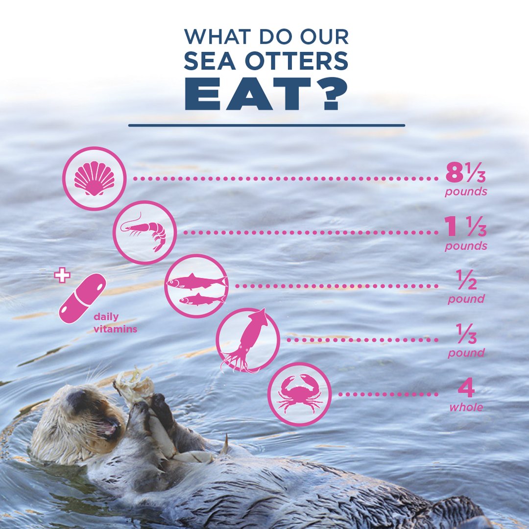 orcoastaquarium's tweet photo. Otters are all about seafood: they see food and they eat it!

Schuster, Oswald, and Earle's meals include a variety of fish, clams, squid, crab, and daily vitamins. 🦦

#oregoncoastaquarium #oregoncoast #newportoregon https://t.co/Fre49AOxvj