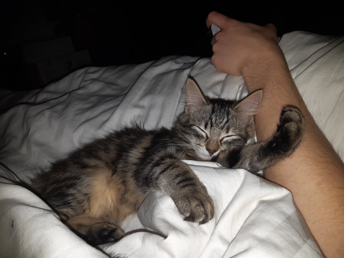Chaos is keeping us company whilst we play some Ōkami, after a day of composing 😺 🎶 🐺
