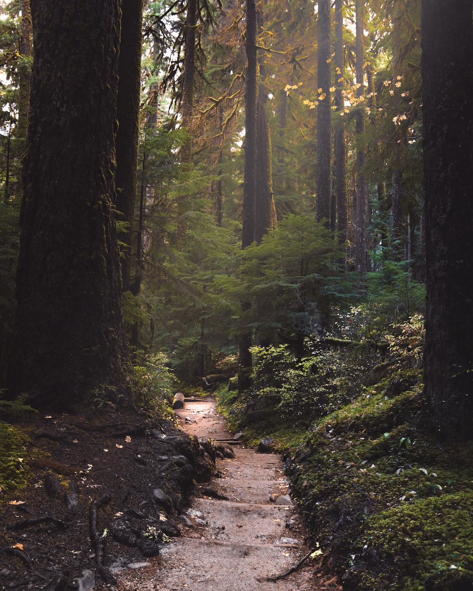 Quintessential PNW adventure ✨🌲 Nestled in the old-growth forest of @olympic_nps, Sol Duc Falls is a 1.6 mile trail leading to a wooden bridge that's great for enjoying lunch!

📸 @newellimages
📍Sol Duc Falls Trail, @olympic_nps, Washington 
bit.ly/3CIhDQU