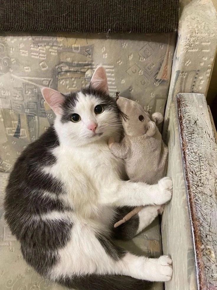 Posts Of Cats tweet media