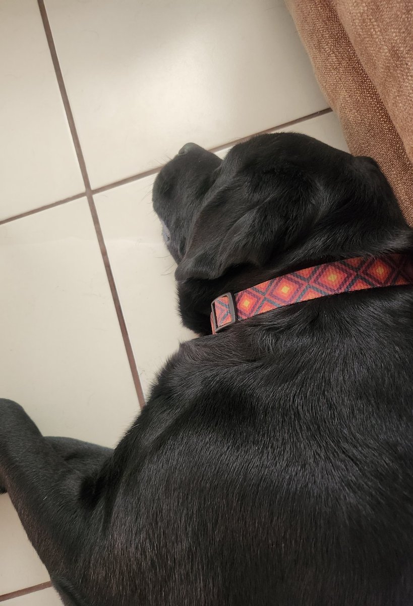 DodemoNan's tweet photo. Así queda un perrito después de una #pijamadareal 
Parece que hay un camión en la casa de tan fuerte que ronca https://t.co/mJWF2sufYo