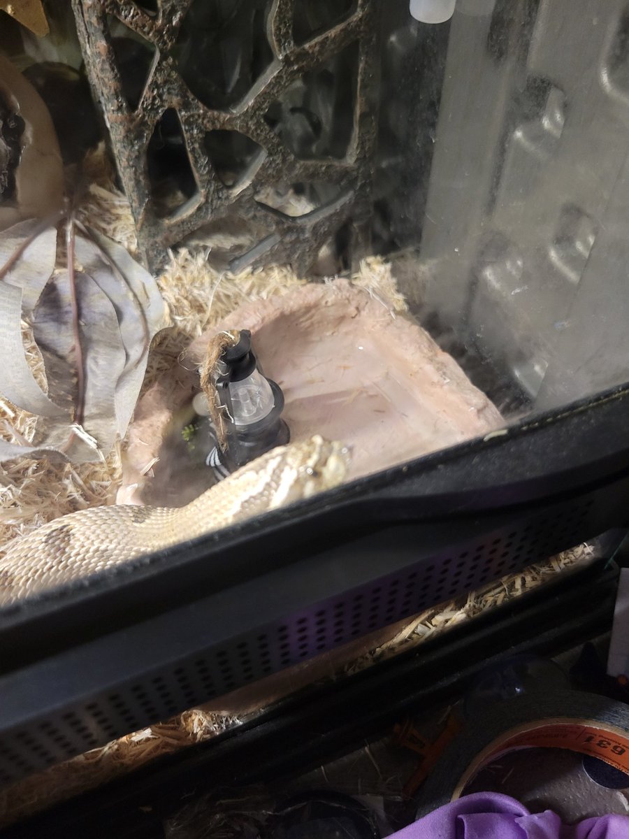 deadlegato's tweet photo. Since he can't tip over his water anymore he's taken to pushing things into it #hognose #snake #snakesoftwitter https://t.co/BVrUThnW6Q