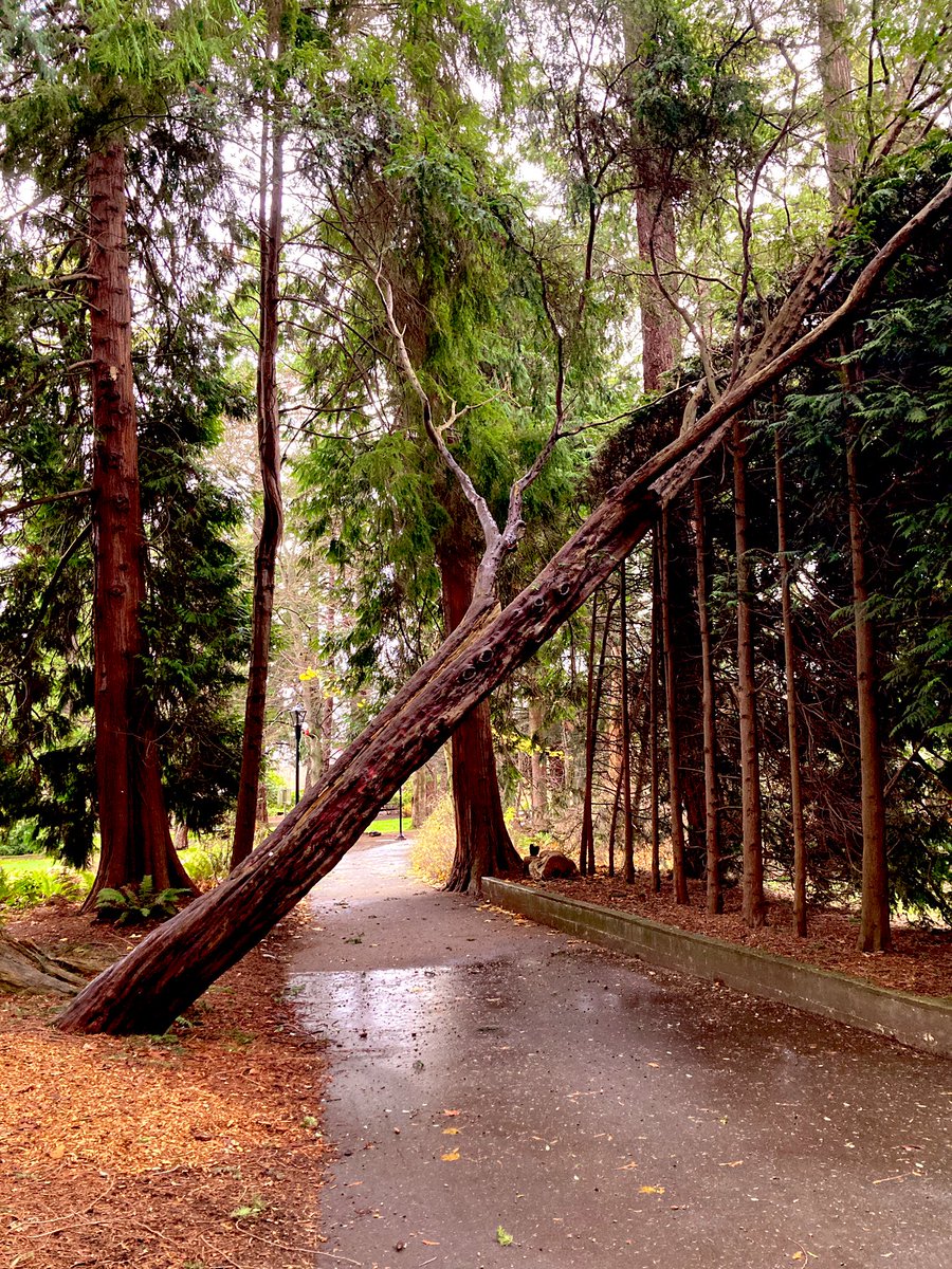 A casualty of the storm. I know how this feels. (Victoria’s Beacon Hill Park).