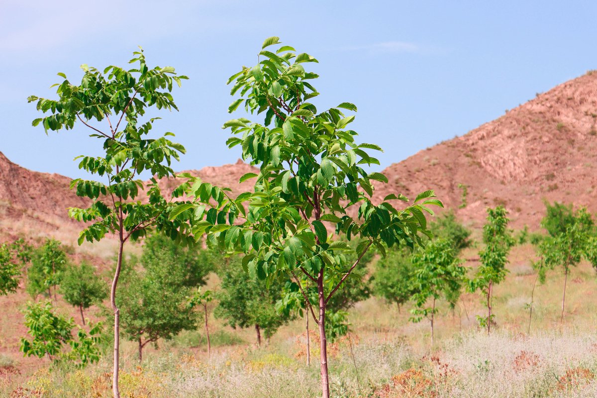 FAOAfghanistan's tweet photo. Tackling deforestation & reducing greenhouse gas emissions in #Paktya.
Since 2019, @FAO & @TheGEF reforested 2 718 ha, planted 400K high-value conservation forest species, & set up 71 nurseries to sustain the nature.
A greener future for #Afghansitan
📸 https://t.co/vdJ0uaE5cU https://t.co/1HgWiZaVKG